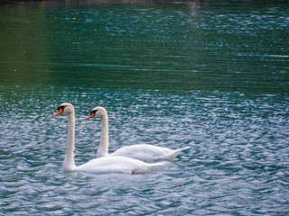 Swans in the Lake of Toblino, Italy