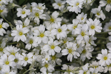 Beautiful white flowers on the bush. Natural background