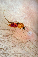 Close-up of a mosquito sucking blood