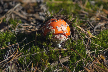 Red amanita in the dry grass in the autumn forest