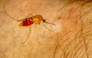 Close-up of a mosquito sucking blood