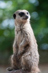 Fototapeta premium A close up photo of a Meerkat with a green background 