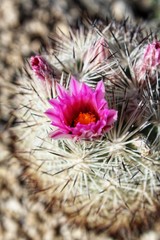 CORYPHANTHA ALVERSONII, commonly Cushion Foxtail Cactus, Southern Mojave Desert Native, visualize near Skull Rock of Joshua Tree National Park, conservation needs our increased efforts, 060119.
