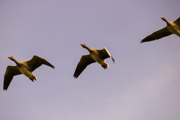 Wildgänse im Flug