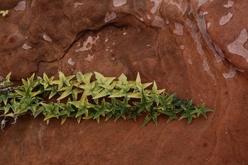 Wild ivy on th red stone