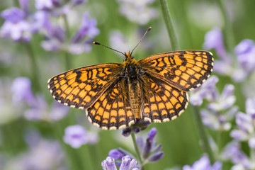 Heath fritillary on the lavender