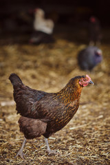hen and chickens on farm