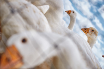 Portrait of a goose. Lots of geese