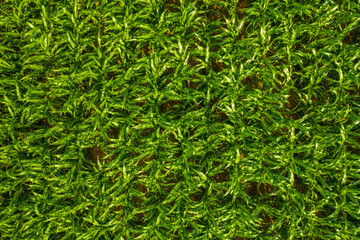 Green plants, green background, natural texture, aerial top down view of a green corn field