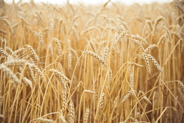 Wheat field. Ears of golden wheat close up. Beautiful Nature Sunset Landscape. Rural Scenery under Shining Sunlight. Background of ripening ears of wheat field. Rich harvest Concept. Label art design