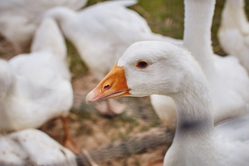portrait of a goose