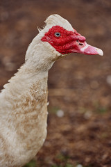 Portrait of white duck with red head