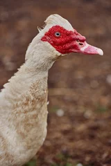 Fotobehang Portrait of white duck with red head © PHOTOLIFESTYLE