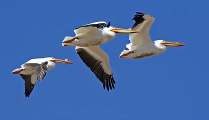 Fototapeta na wymiar American white pelicans in flight
