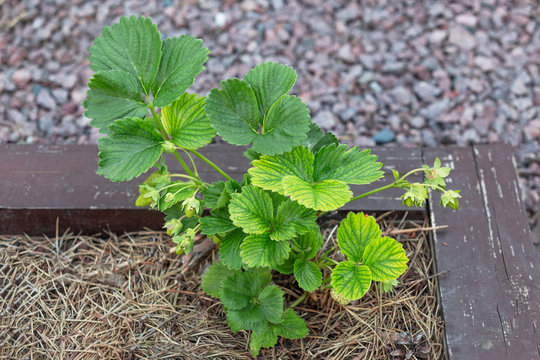 Pale, yellow,bleached strawberry leaves.Yellowing of leaf tissue.Chlorosis plants.Plant disease.Concept of treatment and remedies  plant diseases.
