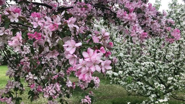 blooming Apple orchard in spring