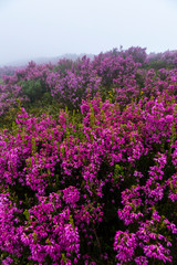 Fototapeta na wymiar HEATHER (Erica australis), Fuentes del Narcea, Degaña e Ibias Natural Park, Asturias, Spain, Europe