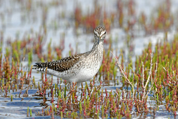 Bruchwasserläufer (Tringa glareola) - Wood sandpiper