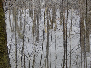trees in winter in frozen lake