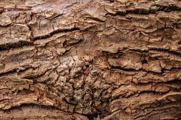 Wooden bark texture. High quality unique texture of tree bark. Close up backdrop.