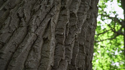 Tall trees isolated on white background. Old oak in the maple forest.