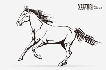 Fototapeta na wymiar Silhouette of a running horse. Galloping animal. Logo. Champion. Sport. Isolated on a background. Vector illustration