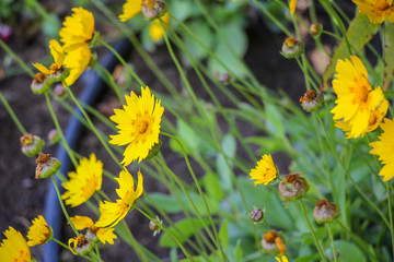 yellow flowers in the garden