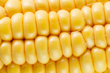 Close-up photo of yellow corn background, healthy and tasty food.