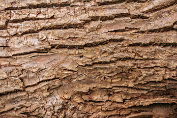 Naklejka premium Wooden bark texture. High quality unique texture of tree bark. Close up backdrop.