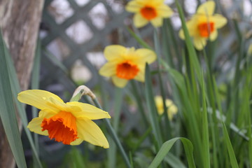 Obraz premium Spring Flowers