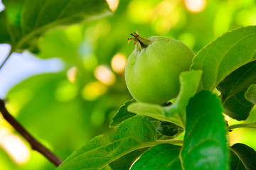 Not ripe green apples on the tree. Apple tree branch with fruits. New fruits are not ripe on a branch close-up on the background of the garden. Agriculture, organic, garden.