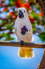 cockatoo