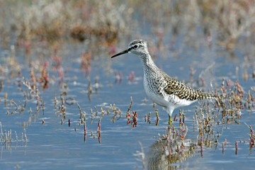 Bruchwasserläufer (Tringa glareola) - Wood sandpiper