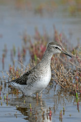 Bruchwasserläufer (Tringa glareola) - Wood sandpiper