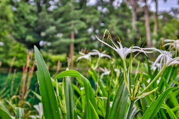 Obraz premium Beautiful floral and garden arrangement around town