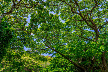 Tree canopy