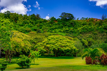 Fototapeta na wymiar Kauai botanical garden