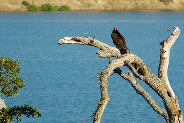 turkey vulture on a tree
