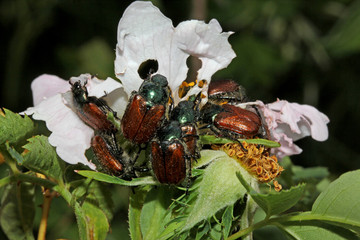 numerosi esemplari di Phyllopertha horticola banchettano coi petali di una rosa selvatica
