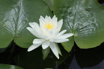 White Water Lily 2019