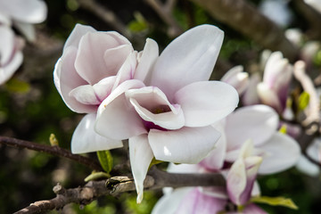Naklejka na ściany i meble delicate large bright magnolia flowers on a spring tree in the warm sunshine