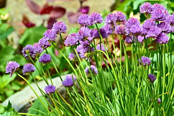 Beautiful pink flower for concept design. Colorful background. Art vintage. Beauty concept. Spring blossom background.