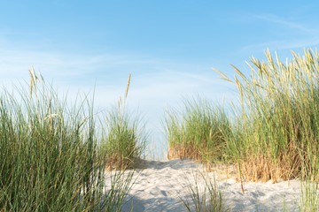 Dune with beach grass.