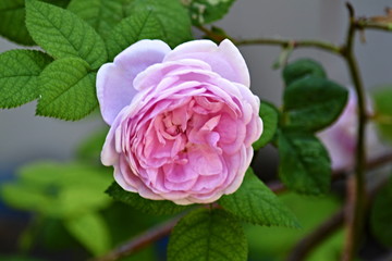 Flower tea rose. Spring blossom background. Floral background. Beautiful nature background. Pink background.
