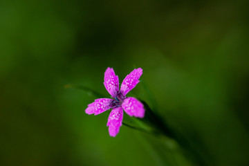 Tiny Pink Flower