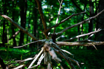 Tree with lots of branches