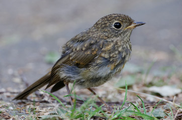young blackbird in a park in cologne