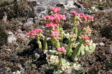 graziosa colonia di semprevivo ragnateloso (Sempervivum arachnoideum)