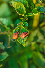 Larvae of the Colorado potato beetle destroy the crop of young potatoes, closeup. Pests destroy a crop in the field. Parasites in wildlife and agriculture.