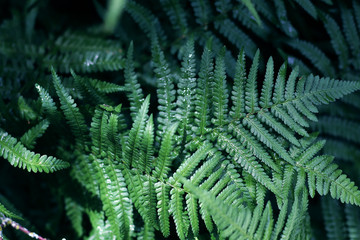 green fern background